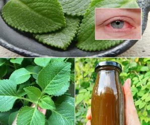 La planta que cuida tus ojos: un remedio natural para cataratas y mejorar la salud ocular