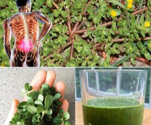 Verdolaga: el superalimento que sabe mejor que la carne – 7 razones para cultivarla en tu jardín y como puedes comerlo