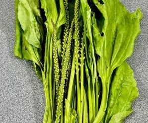 LLANTEN Esta planta es un tesoro medicinal y muchos no lo saben, crece hasta en la calle, te decimos como usarla combateUlceras, acidez, gastritis infecciones urinarias, y mas