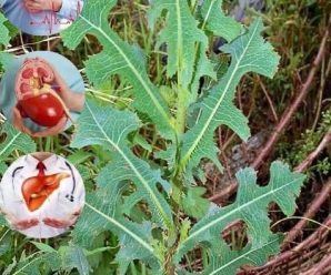 beneficios y propiedades medicinales de la lechuga silvestre o espinosa