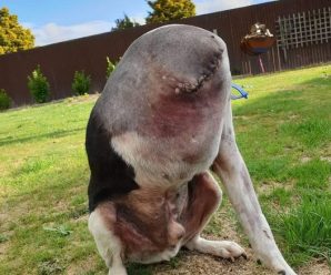 LA FOTO DEL PERRO QUE DEJÓ PERPLEJOS A MILES EN INTERNET