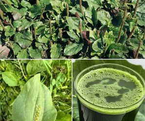 Descubre los 20 Usos del Llantén para Mejorar Tu Salud Naturalmente