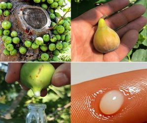 Beneficios de la savia de higo: es remedio menos conocido de la naturaleza