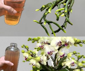 Con este ingrediente alimentarás a la orquídea mejor que un vivero: muy exuberante