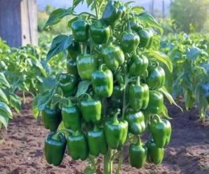 Planta los pimientos de esta manera y tendrás una cosecha muy rica y abundante
