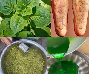 propiedades y beneficios de la menta – para que sirve la hoja de menta