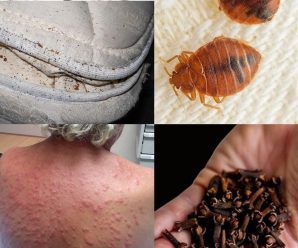 Control natural de plagas: uso de tierra de diatomeas y clavo de olor contra las chinches y más