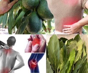 articulo interesante sobre las propiedades y beneficios de las hojas de aguacate