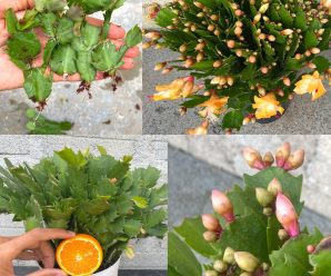 Cómo hacer un fertilizante natural perfecto para suculentas y cactus