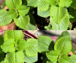 La planta milagrosa para la vista: una solución natural para las cataratas y la salud ocular