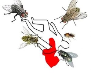 Esta es la razón por la que una mosca te persigue.