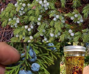 el enebro es sin duda unas de las plantas medicinales mas…