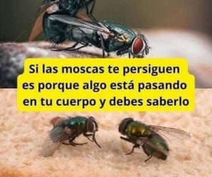 Esta es la razón por la que una mosca te persigue.