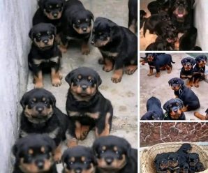 ADOPTA UN PERRITO !! Conoce como y en Donde lo puedes….ver más….