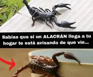 Sabías q si un ALACRÁN llega a tu hogar te está avisando de q vie…Ver Más.