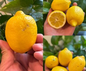 Los beneficios del limón amarillo 🍋 y su té 🍵 de cáscara.👇