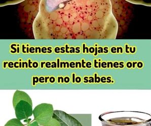 «Infusión de guayaba, laurel y orégano para el hígado graso y la presión alta»