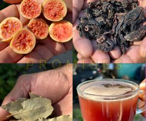 El fruto que deja a la persona sin diabetes, sin mala circulación en la sangre presión alta y sin cáncer porque elimina todas las enfermedades
