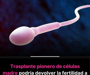 Hombre se somete al primer trasplante de células madre espermáticas del mundo