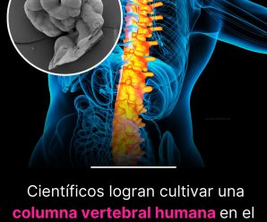 Científicos logran cultivar una columna vertebral humana en el laboratorio