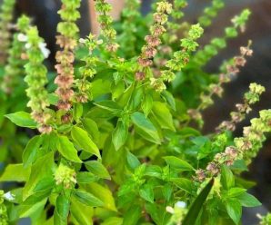 PREPARA ESTA INFUSION CASERA DE ALBAHACA Y APROVECHA SUS BENEFICIOS