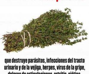 Estas son las propiedades y los beneficios del romero