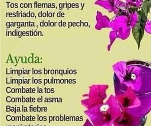 TE DE BUGAMBILIA