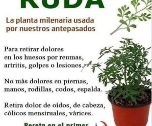 La magia de la ruda: la planta que debes tener en casa.