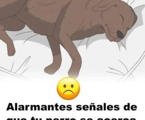 11 señales de que tu perro se acerca al FIN… Ver más