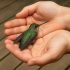 Sabías que si un COLIBRI llega a tu hogar significa que…Ver más