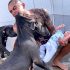 PERRO PITBULL ataca al hijo de su dueño y…Ver más.