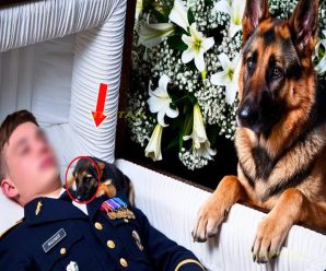 El Perro Ladraba Sin Parar en el Funeral… ¡Hasta Que Alguien Abrió el Ataúd!
