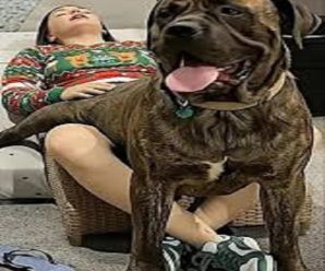 Joven fue hospitalizada tras ser pen…Ver más