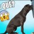 Sabías que si los perros huelen tu parte íntima es porque…Ver más