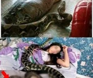 La mujer d0rmía con su pit0n t0das las n0ches, hasta que ocurri0 lo peor…ver más