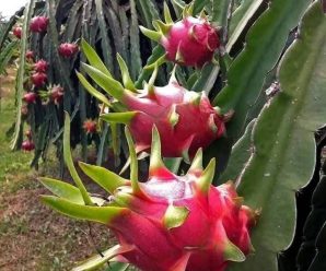 LA FRUTA MÁS POTENTE que te ayud… Ver más